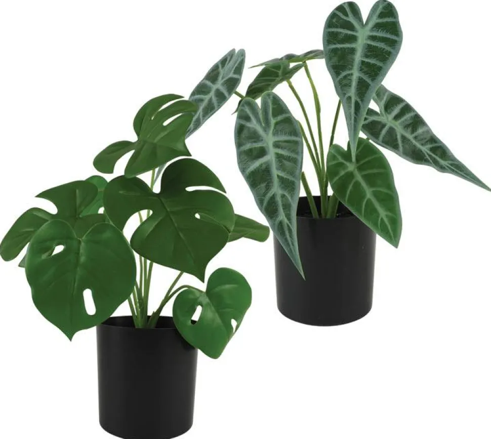 maxibazar Alocasia Et Monstera 7 Feuilles Pot H.30Cm