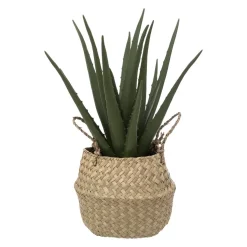 maxibazar Aloe Pot Naturel H.40Cm