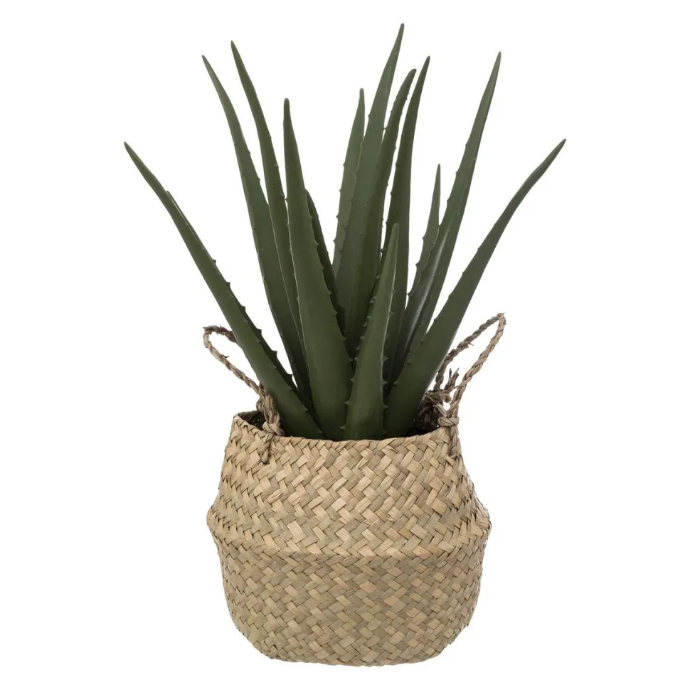 maxibazar Aloe Pot Naturel H.40Cm