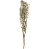Atmosphera Gypsophile Naturel Seche H.58Cm