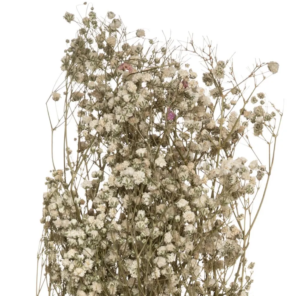 Atmosphera Gypsophile Naturel Seche H.58Cm