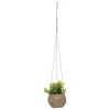 maxibazar Plante A Suspendre Naturel Zoe H.17Cm En Box