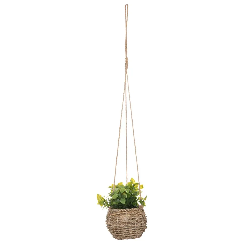 maxibazar Plante A Suspendre Naturel Zoe H.17Cm En Box