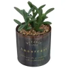 maxibazar Plante Ceramique Reac Botanic Noir H.17Cm