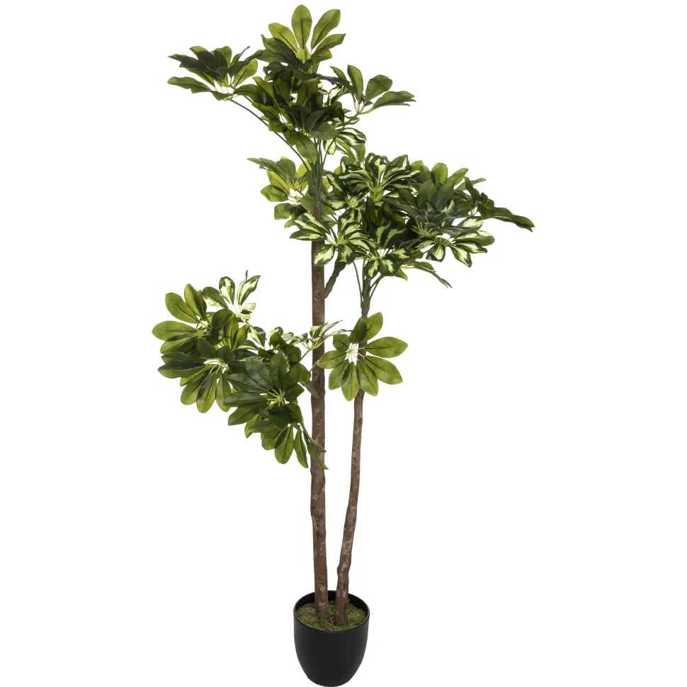 maxibazar Plante Schefflera H.130Cm