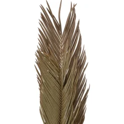maxibazar Tiges Cycas Palm X3 Pieces Origines H.100Cm