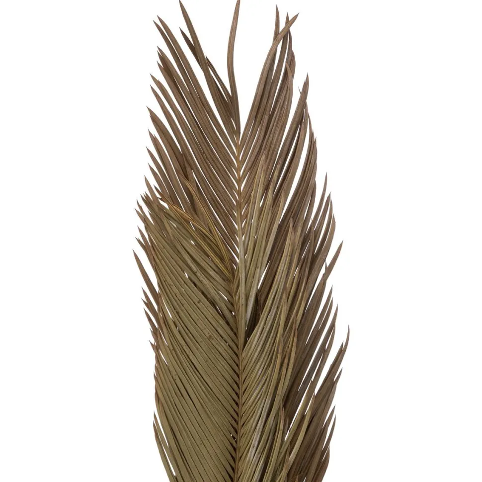 maxibazar Tiges Cycas Palm X3 Pieces Origines H.100Cm