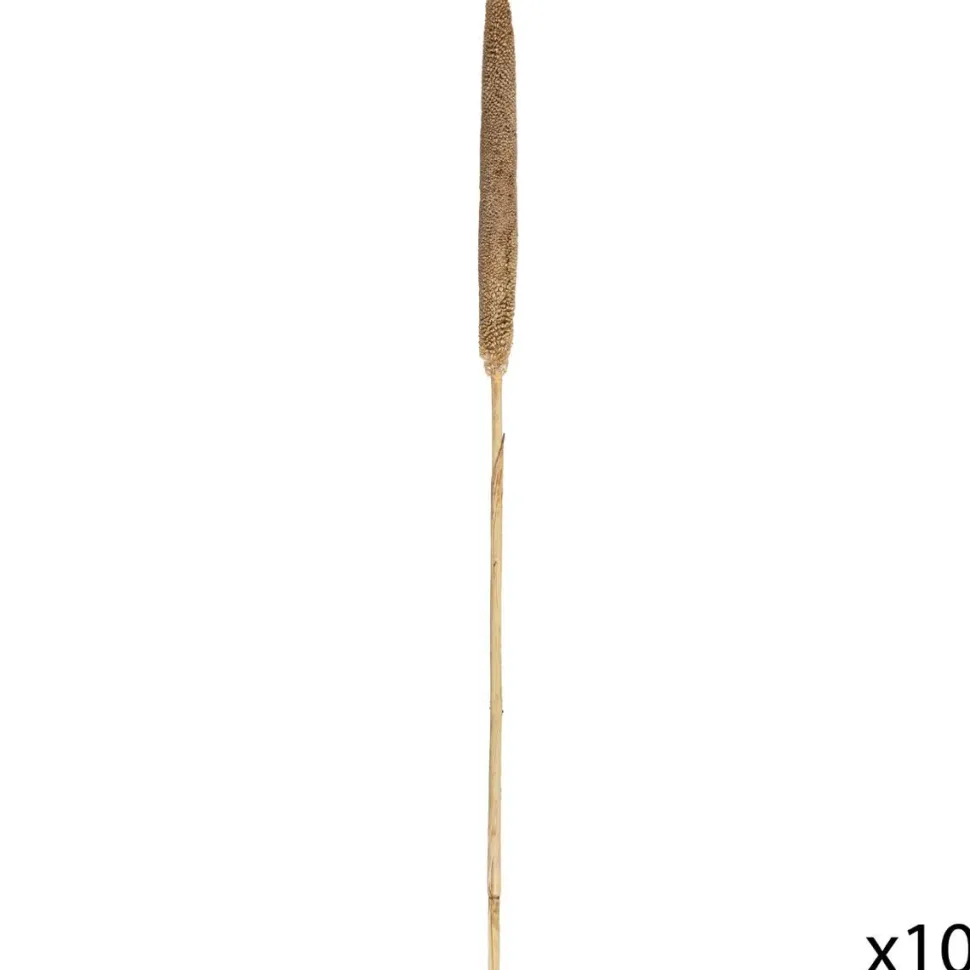 Atmosphera Tiges Sechees Naturel Ocre