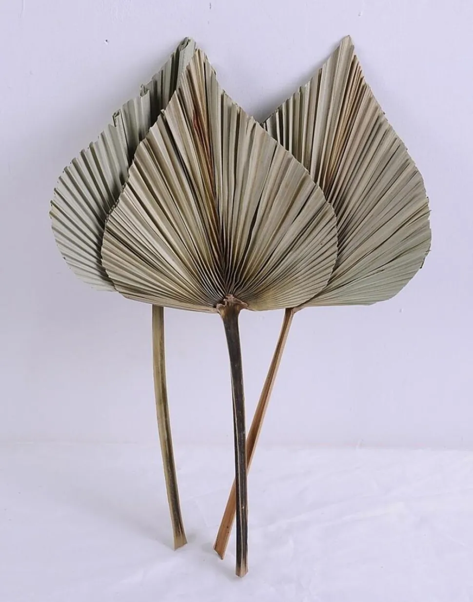 maxibazar Tiges Sechees X3 Pieces Palm H.70Cm