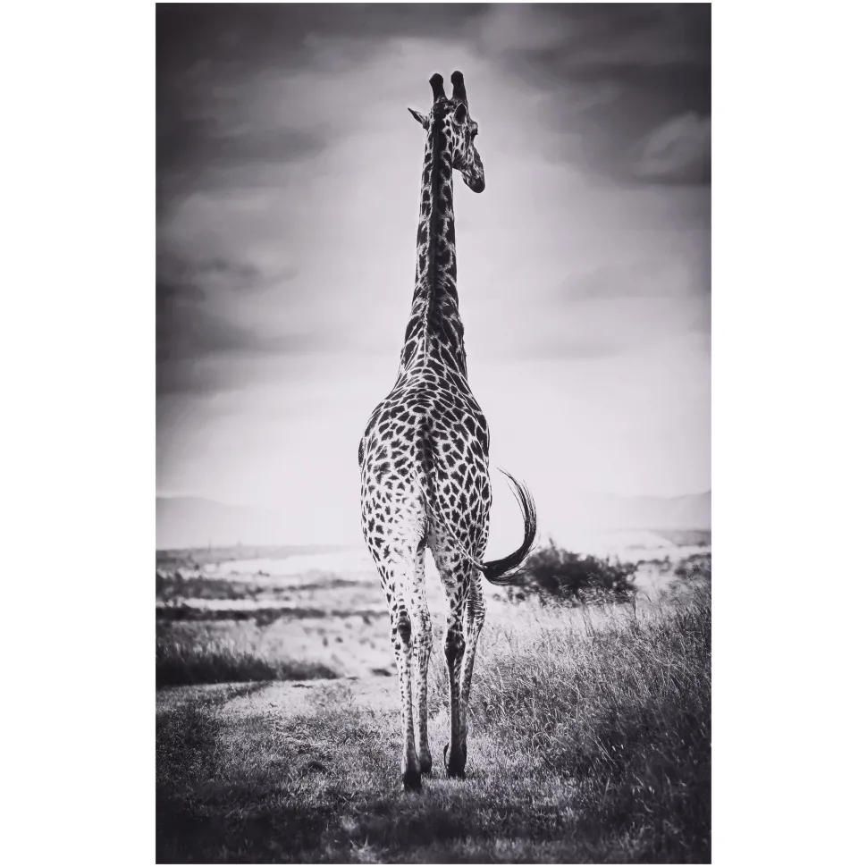 maxibazar Toile Imprimee Animaux D.75X115Cm